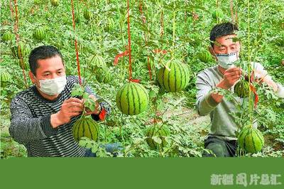 新疆实施农产品加工业提升行动