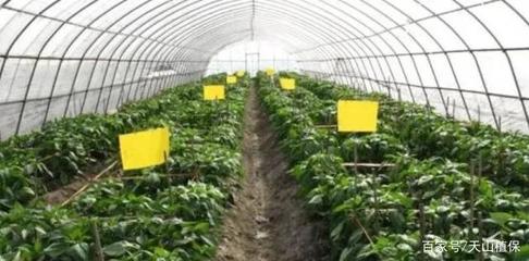 设施农业生产病虫害绿色防控及安全用药技术