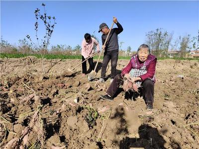 淮阳区:红薯种植拓宽致富路