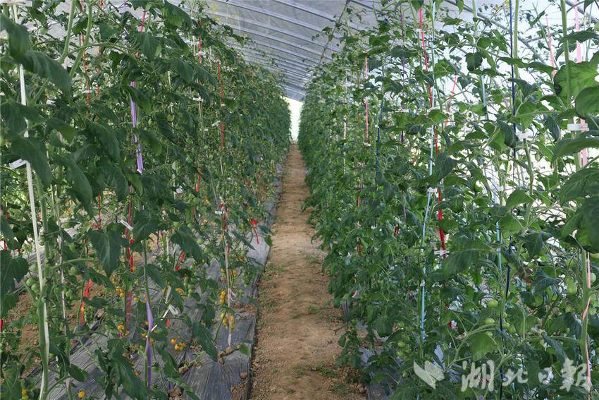 来凤县旧司镇苦竹溪村:300亩露天有机蔬菜基地春耕正忙_种植_农产品_