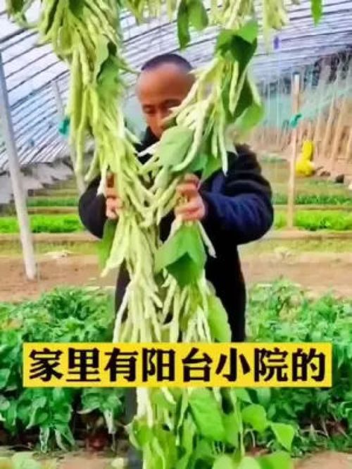 白不老芸豆 这种豆角不但营养价值特别高,产量更是高的惊人,还特别好种植 优质农产品 三农