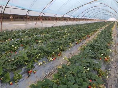 农产品“滞销”变“直销”!汉中硬核操作解决买菜卖菜“两头难”