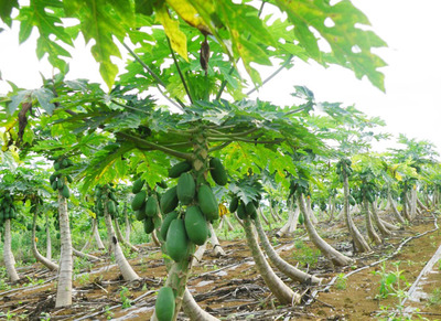 广西是番木瓜主要种植及深加工基地