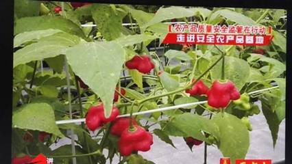 邱老汉的高山菜和绿色生态种植园