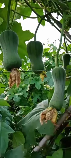 得心应手,绝味炸鸡,收徒教学