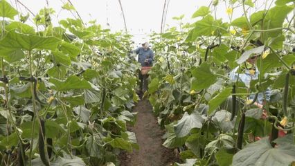沙雅县:蔬菜大棚绿意浓 设施农业助增收