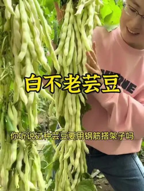 这个芸豆你可千万别种,我怕你吃不完 三农 农业种植 优质农产品