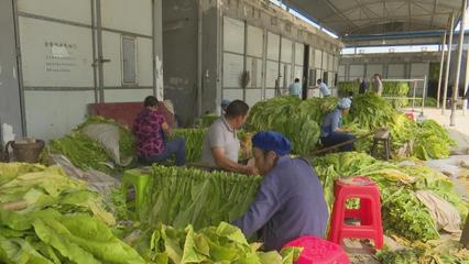 思南烤烟全面开烤 预计收购烟叶3万担