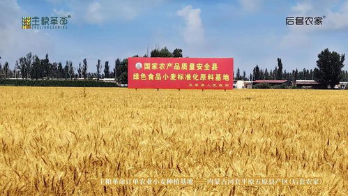 主粮革命 扎根产业的战略创新与情怀坚守