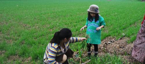 农民种植的农产品,为啥频遭 偷菜团 光顾,该如何预防