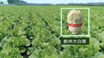 胶州大白菜 上榜中国特色农产品优势区,你吃了吗