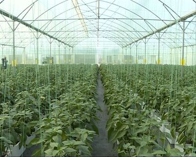 我市引进大棚种植彩椒喜获丰收