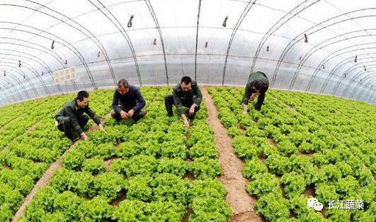 为什么中国的农业企业很难挣到钱 农产品不好卖,问题要这样解决