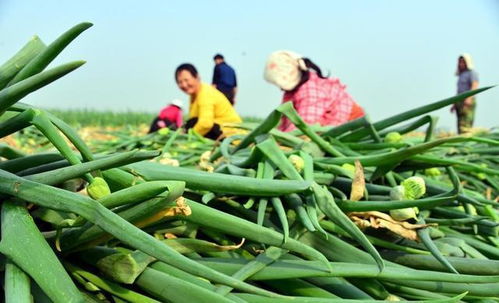继大葱后,又一农产品 翻身 ,价格暴涨5倍,农民后悔没多种