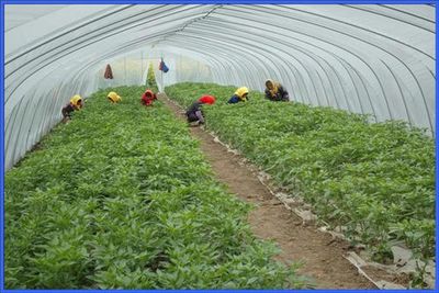 种植红豆沙收入好吗?揭示这一热门创业机会的多重优势