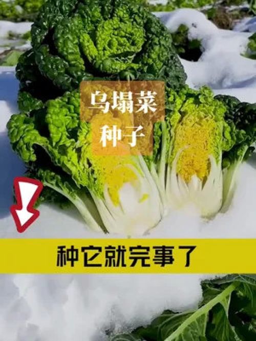 零下二十都冻不坏的蔬菜,秋冬季节就选它,种植简单,营养美味 优质农产品 农业种植 乌塌菜 三农