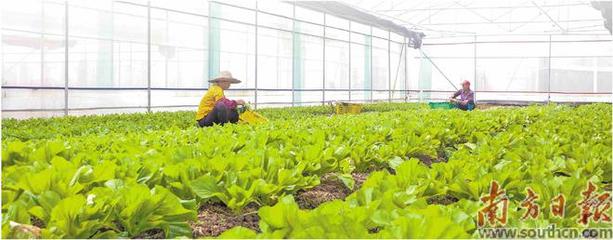 一棵菜的致富经|大力|蔬菜种植|现代农业|粮食产量|农产品品牌_网易订阅