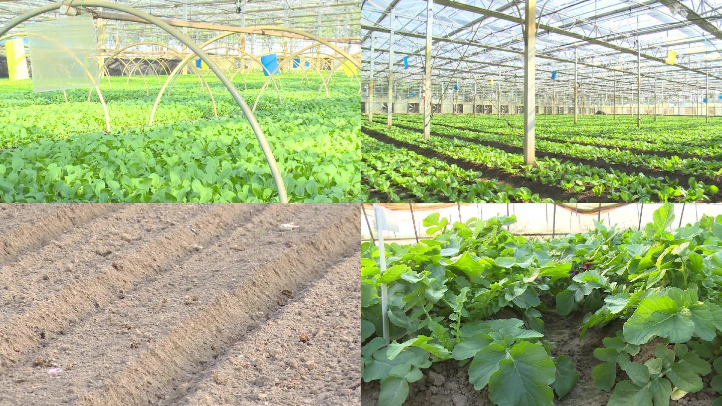 蔬菜大棚种植无土栽培蔬菜大棚