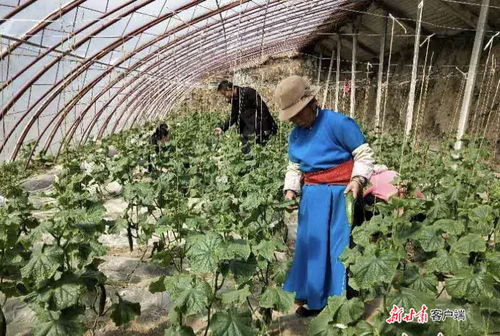 有机肥替代化肥 卓尼县让农产品更 绿