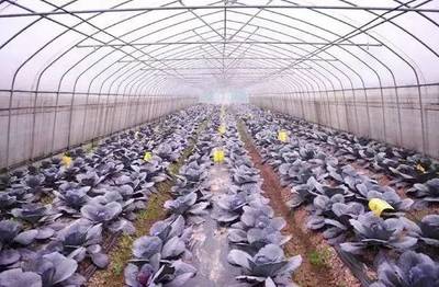 【业内新闻】全球都市农业的5种模式解读:不仅仅是模式竞争,更是产业竞争!