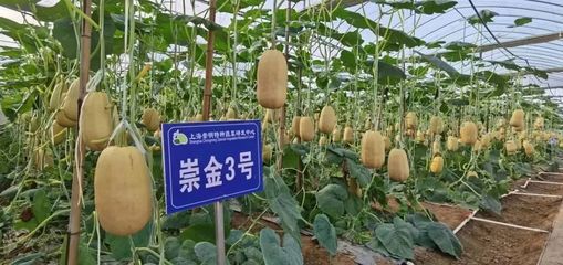 这款崇明“土味”国家地理标志产品,走出新路子!