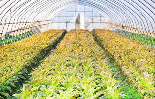 搞大棚种植的农民朋友 这两个月是高温闷棚的最佳时期,别错过了