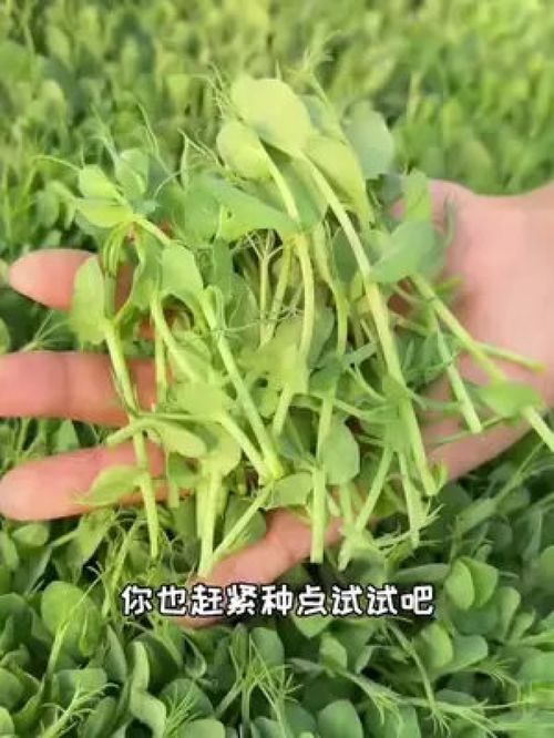 豌豆尖 农业种植 优质农产品 种菜