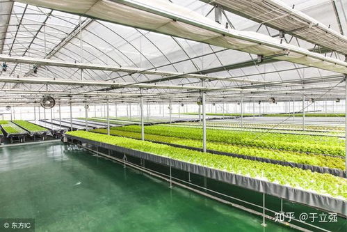 当京东也来种植蔬菜,是高回报还是电商下沉产业布局