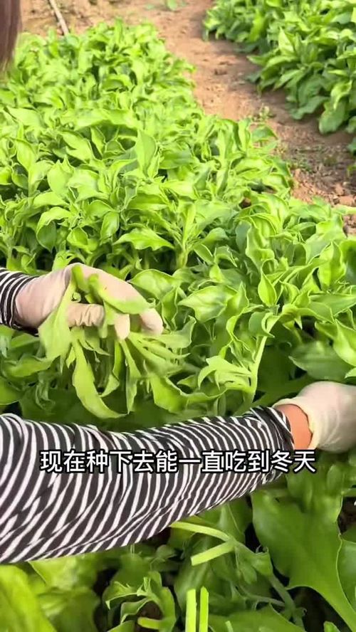 夏天您餐桌上不可缺少的美食,一定要种一些冰菜,好吃,又好种 优质农产品 冰菜