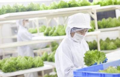 创意农业丨植物工厂走进生活:农场变农厂、家庭自给“蔬菜柜”,你get到了吗?_财经_网