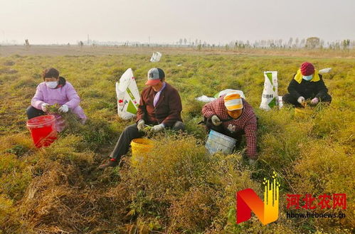 河北新乐 特色种植促增收