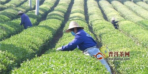 江夏区茶叶企业有序复工复产,确保春茶上市
