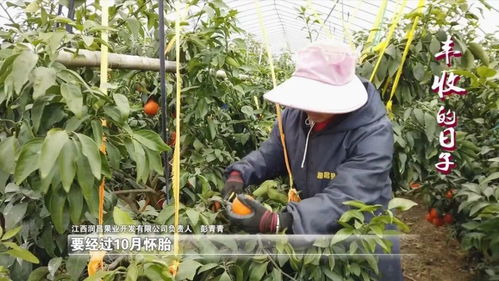 新余的 红美人 来了