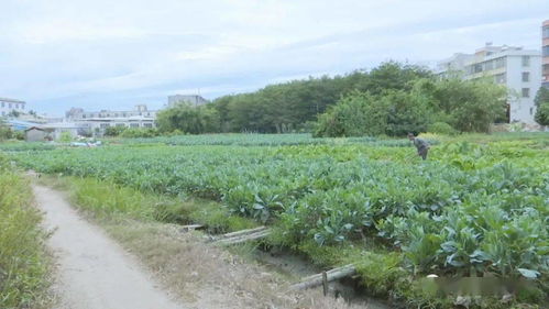 北风吹,红脚芥蓝香