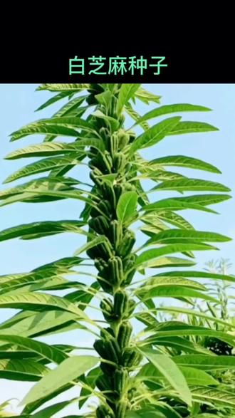 #芝麻种子 #优质农产品 #农业种植 #好物推荐 #蔬菜种子 芝