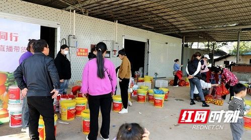 新田 橘橙正芬芳 快乐采摘销售旺