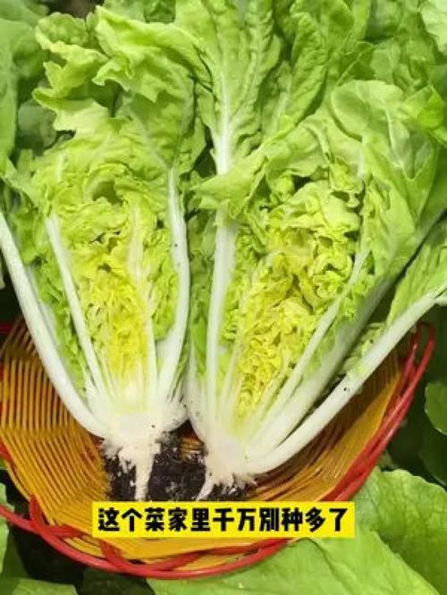 奶油快菜,它不仅长的快,口感比普通小白菜更好吃 三农 优质农产品 家庭种植 奶油快菜