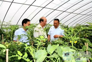 2016食品农产品安全南阳行 走进社旗县丙玉蔬菜基地