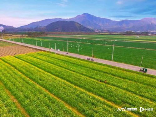 东莞 驻镇工作队 助力揭西菜心入选全国名特优新农产品名录