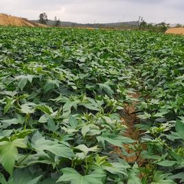 广东阳江阳西县红薯苗、人参、蒜苗明仔农产品种植基地_地址_产地货源