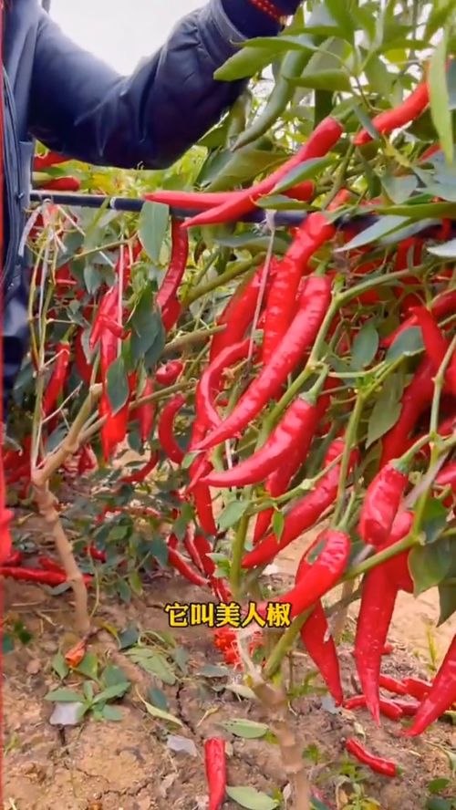 美人椒,摘不败,你家种了吗 优质农产品 三农种植