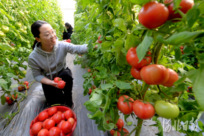 农村致富新路,种植特色农产品助力乡村振兴