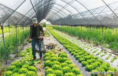 大棚里的致富花瓶,科技创新与农业发展的完美结合