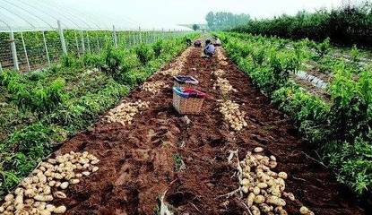 【薯讯】山东莱西市近4万亩露天土豆迎收获