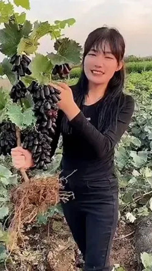 果树种植 葡萄树 优质农产品 蓝宝石葡萄 果树 种草