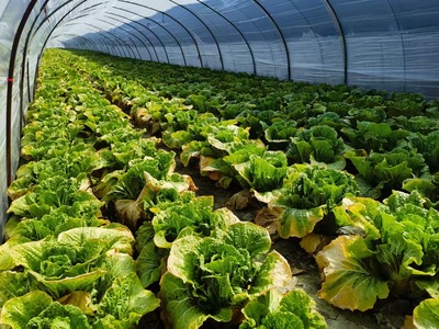 栟茶镇大窑村绿色农产品基地种植的胶州大白菜已陆续上市