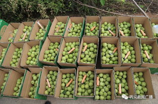 鲁庄核桃 金秋时节，满载丰收的果实