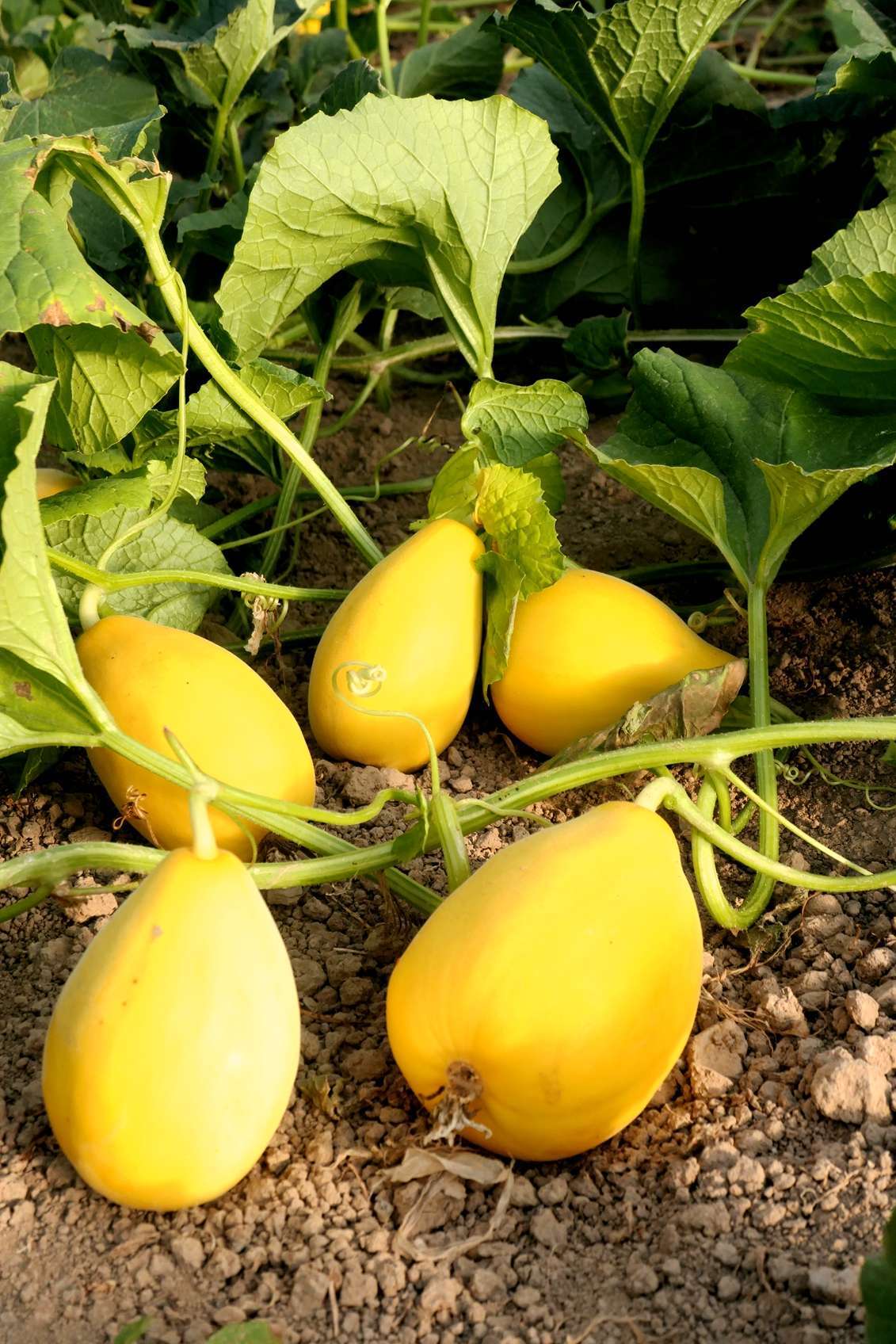 懒人种植黄瓜 优质农产品的爬满地栽培指南