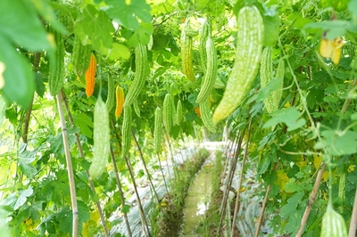 本地种、销本地 南宁市积极构建“菜篮子”农产品产销供应链体系
