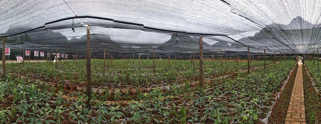 文山州重点投资项目 广南蒜头果产业集群园区及种植基地建设推动农产品种植新篇章